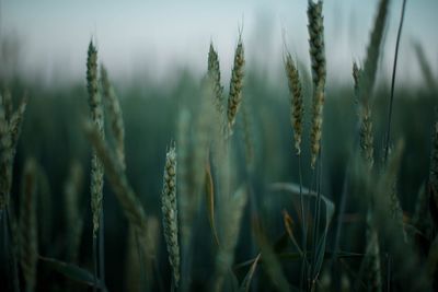 Close-up of stalks in field