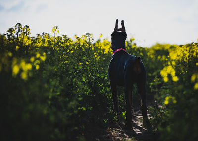 Dog standing in a field