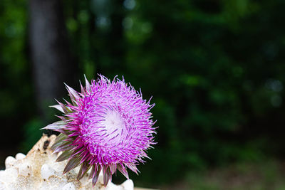 Close-up of purple thistle flower