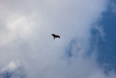 Low angle view of bird flying in sky
