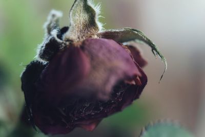 Close-up of flower against blurred background