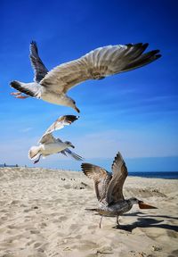 Seagulls flying over beach against sky