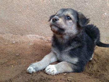 High angle view of a dog looking away