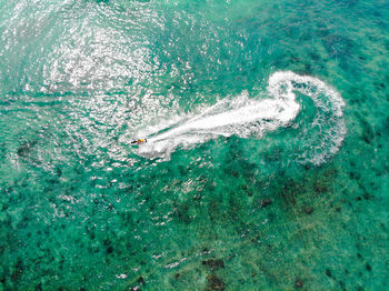 High angle view of turtle swimming in sea