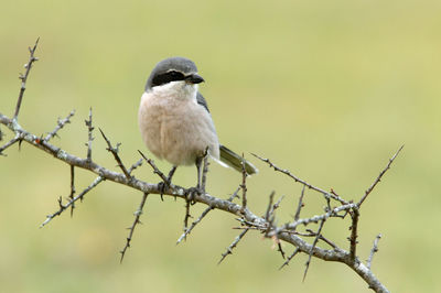 Close-up of bird perching on branch