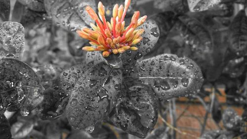 Close-up of flowers against blurred background