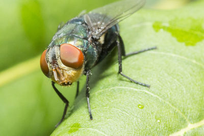 Close-up of insect