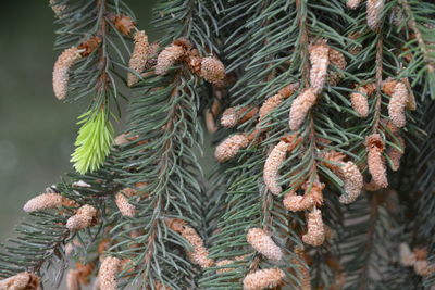 Close-up of pine tree branch