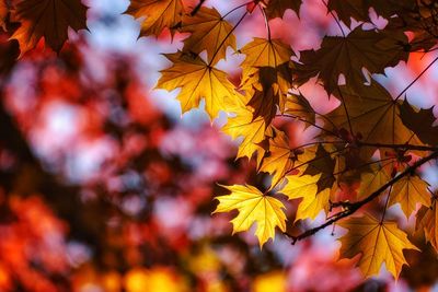 Close-up of yellow maple leaves on tree