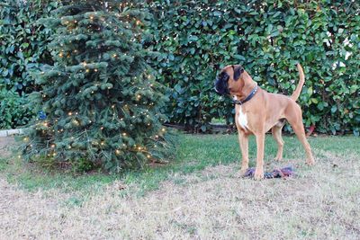 Dog looking away while standing on land