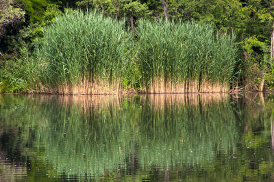 Scenic view of lake