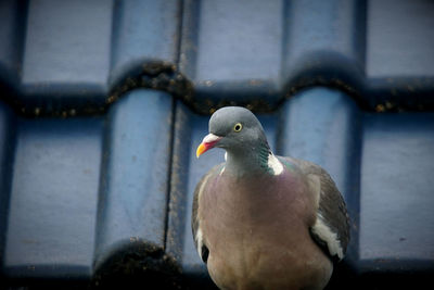 Close-up of seagull perching on metal