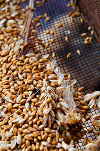 Close-up of wheat