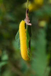 Close-up of caterpillar insect on yellow flower