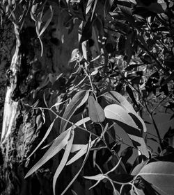 Close-up of leaves