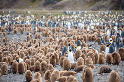 Penguins on field against mountains