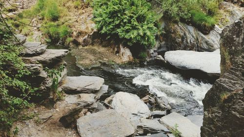 Plants growing on rocks
