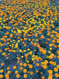 Full frame shot of yellow flowering plants