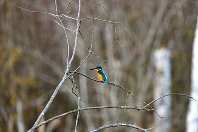 Close-up of bird perching on plant waiting to catch a fish alcedo atthis