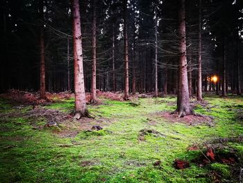 Trees in forest