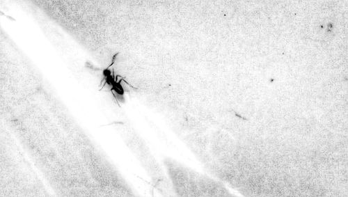 insect