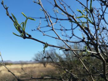 Low angle view of bare tree against clear sky