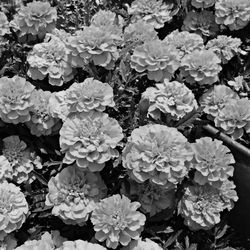 Close-up of flowers