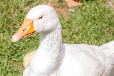 Close-up of swan on field