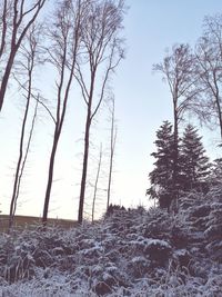 Low angle view of trees against clear sky