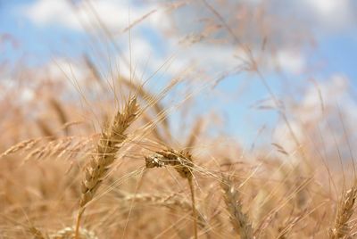 Close-up of wheat field