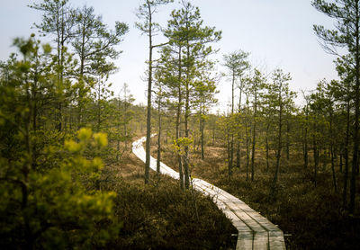 A wooden footpath in an early spring swamp