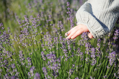 Child's hand touches lavender flowers on a lavender field summer sunny day