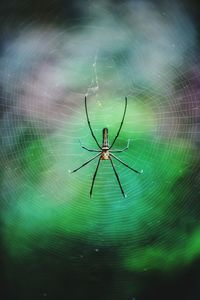 Spider on web