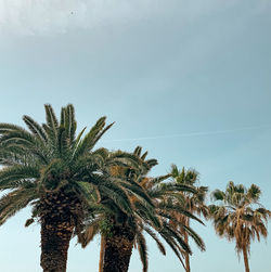 View of palm trees against sky