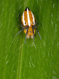 Close-up of spider on web