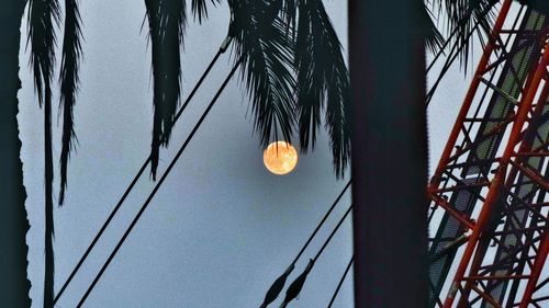 Low angle view of trees against sky