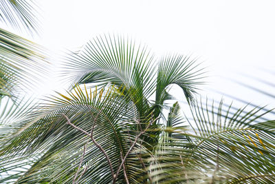 Close-up of palm tree against clear sky