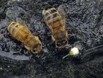 High angle view of insect on ground