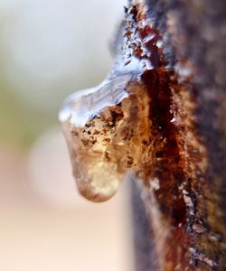 Close-up of frozen water