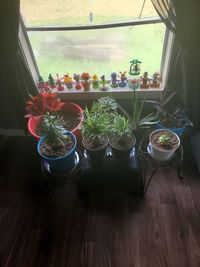 High angle view of potted plants on table at home