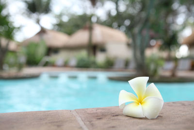 Close-up of white flower in swimming pool