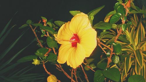 Close-up of yellow hibiscus blooming outdoors