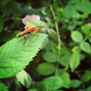 Close-up of insect on leaf