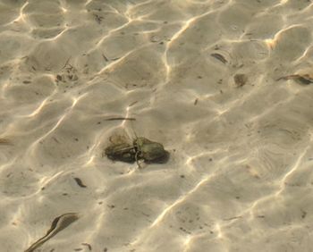 Full frame shot of turtle on beach