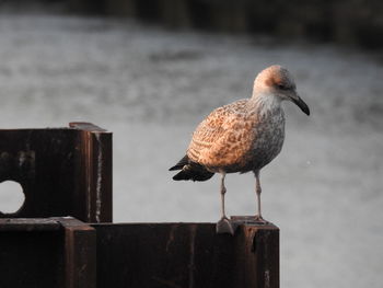 Close-up of seagull perching on wooden post