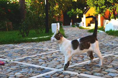 Cat looking away while walking on footpath