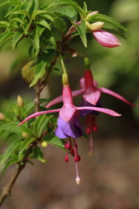 Close-up of pink flowering plant