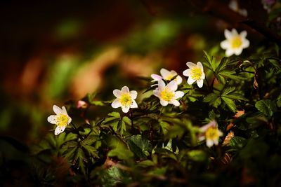 Close-up of white flowering plants