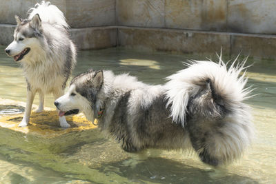 View of dog in water