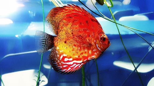 Close-up of fish swimming in aquarium